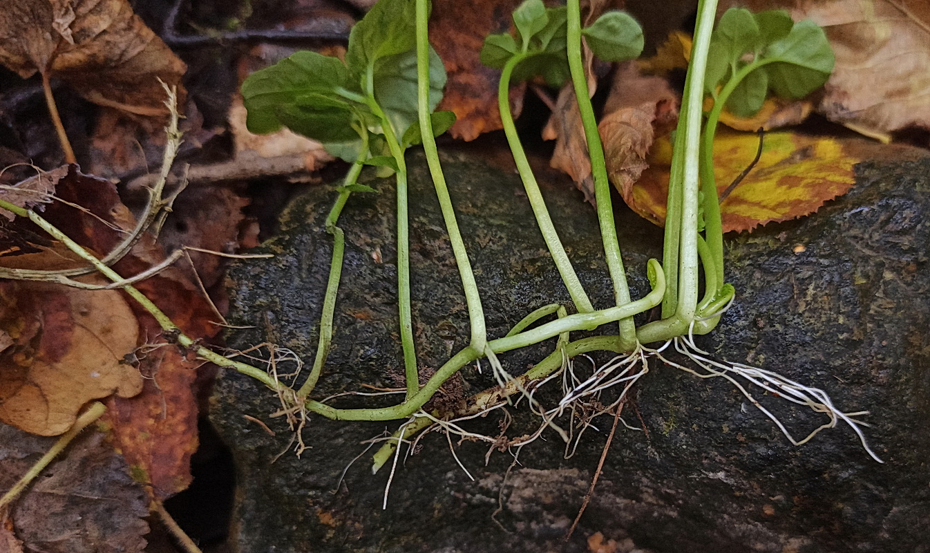 Изображение особи Cardamine amara.