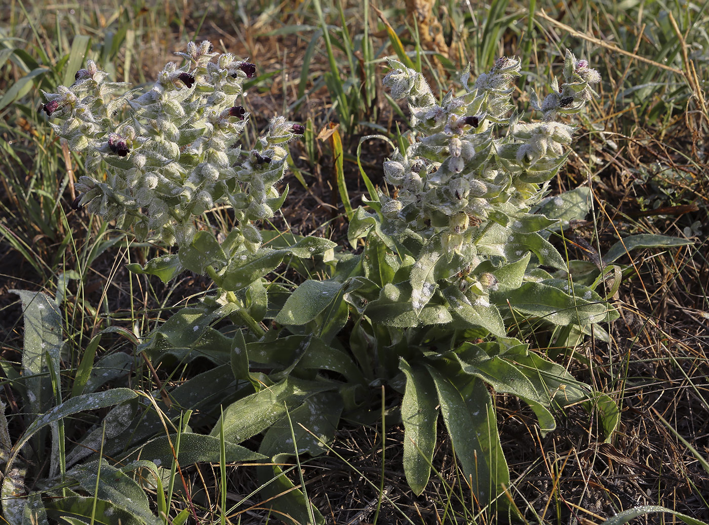 Image of Nonea rossica specimen.