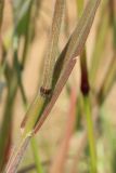 Bromus hordeaceus