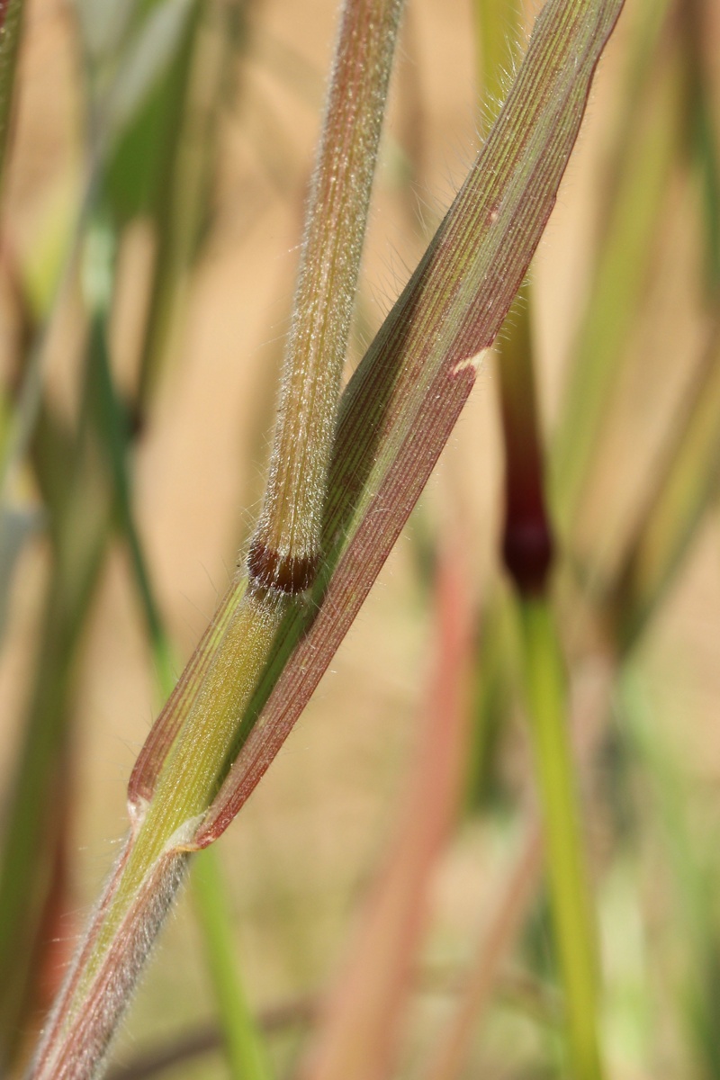 Image of Bromus hordeaceus specimen.