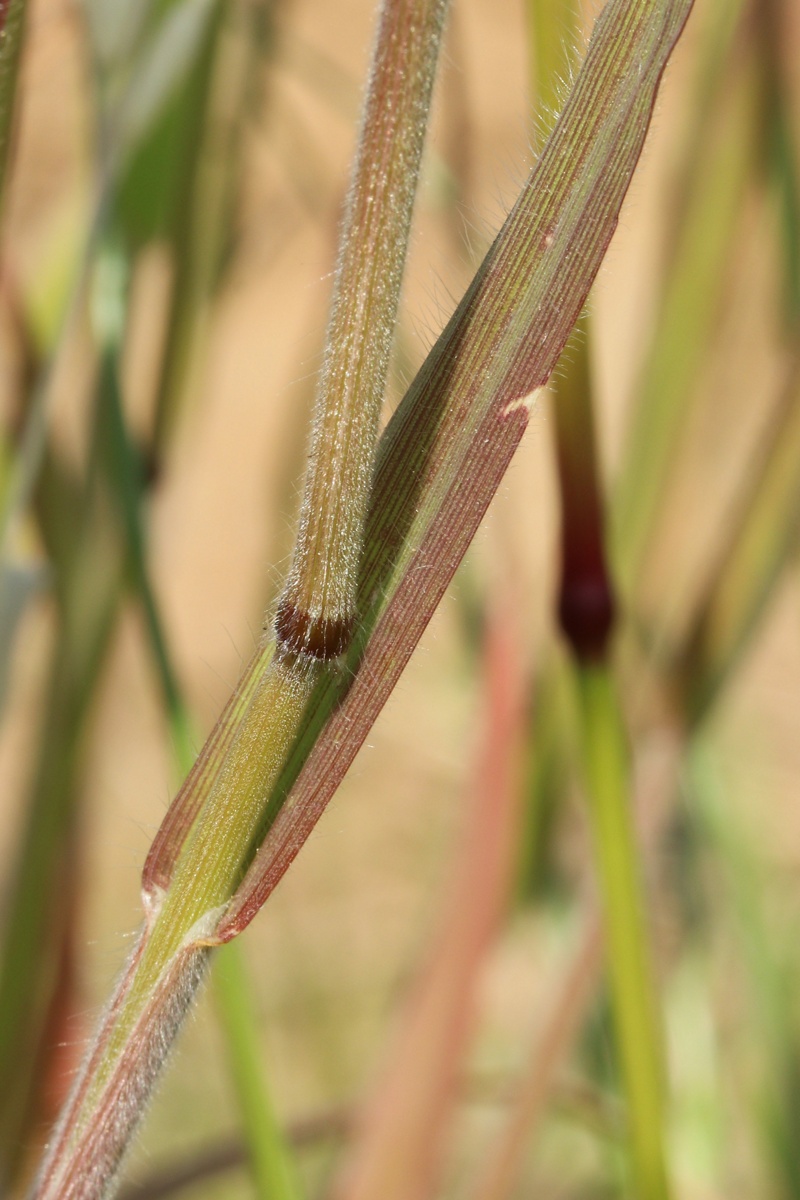 Изображение особи Bromus hordeaceus.