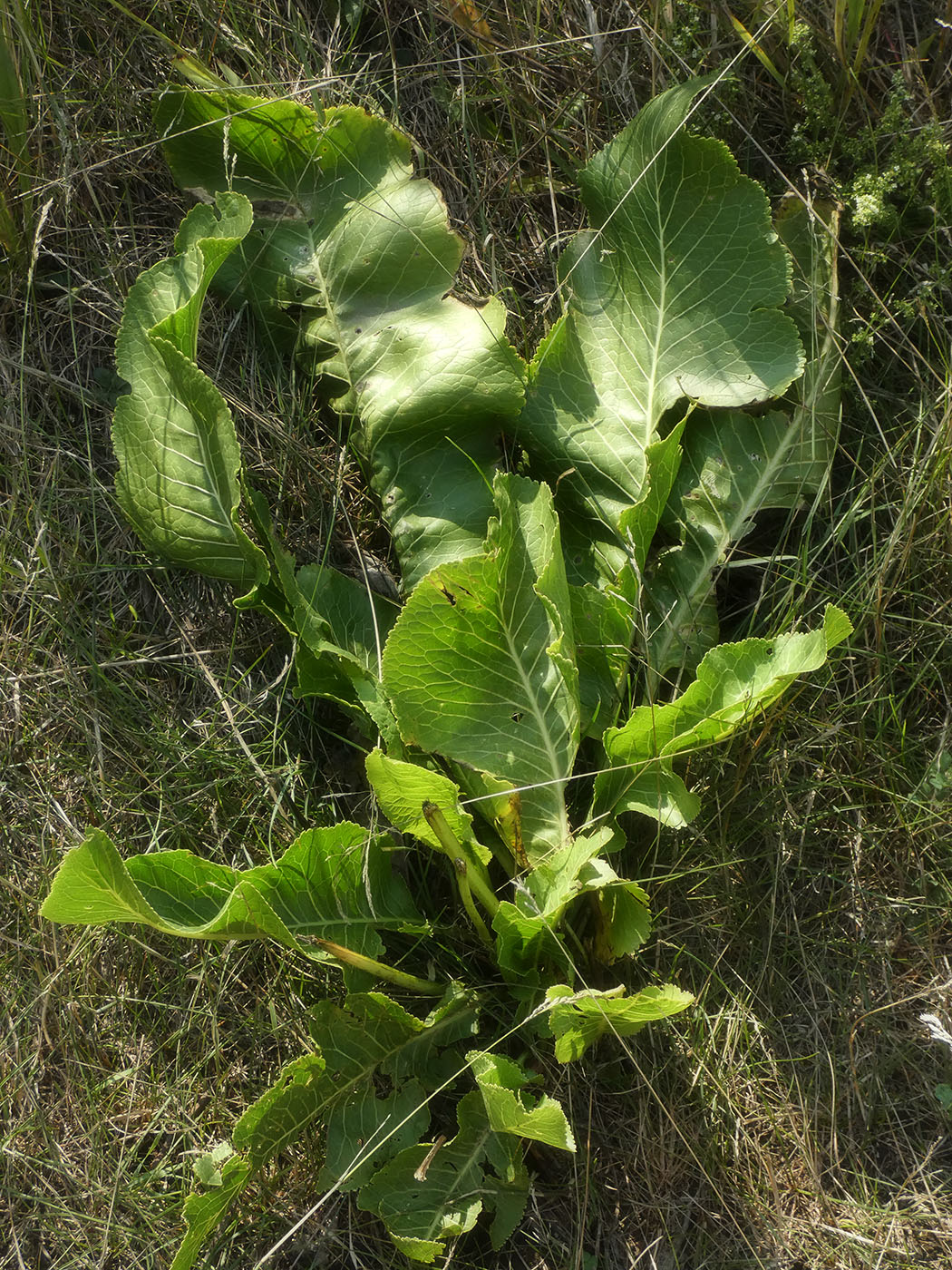 Image of Armoracia rusticana specimen.