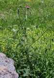 genus Carduus. Цветущее растение. Армения, обл. Лори, окр. с. Лори Берд, крепость Лори Берд, ≈ 1300 м н.у.м., луг. 24.06.2022.