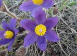 Pulsatilla patens