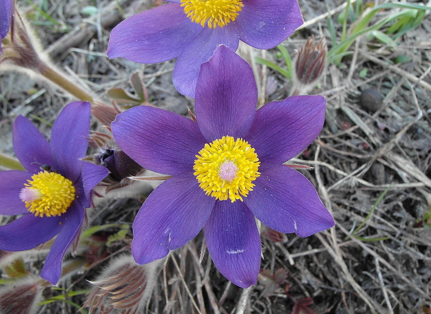 Изображение особи Pulsatilla patens.