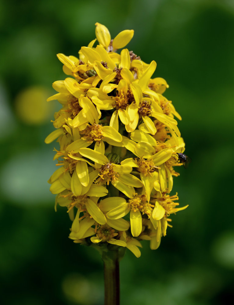 Изображение особи Ligularia alpigena.