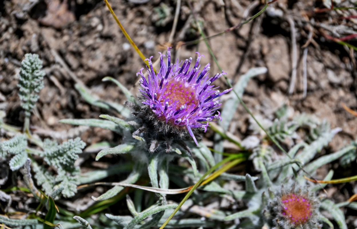 Изображение особи Saussurea leucophylla.