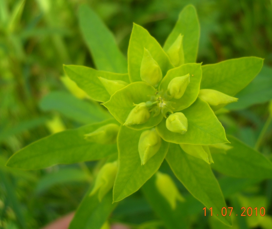 Изображение особи Euphorbia virgata.