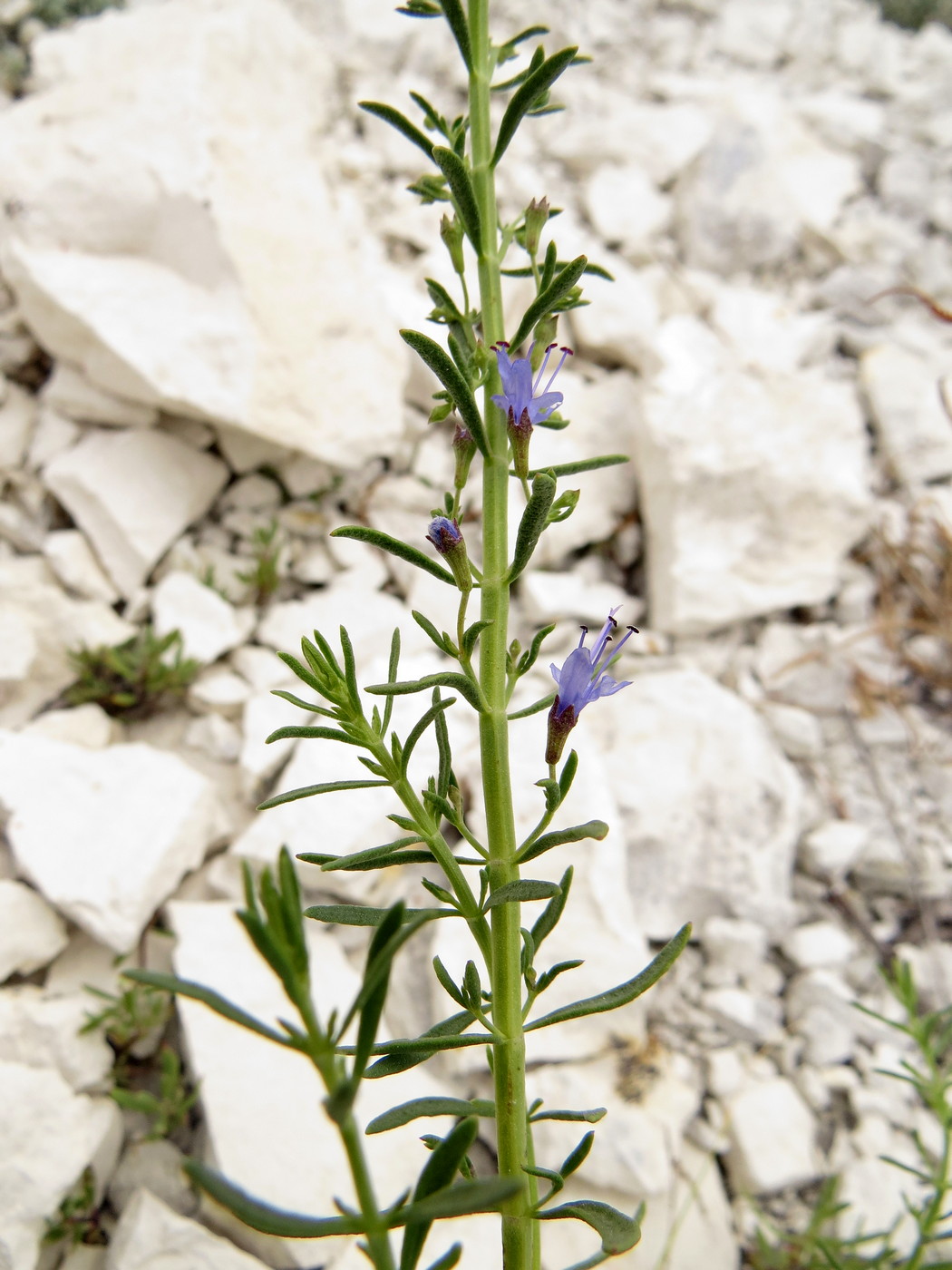 Изображение особи Hyssopus cretaceus.