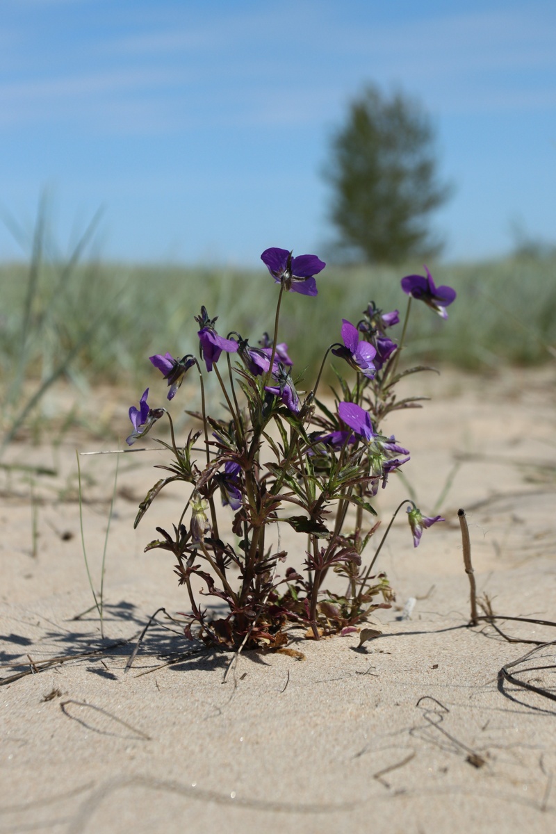 Изображение особи Viola maritima.