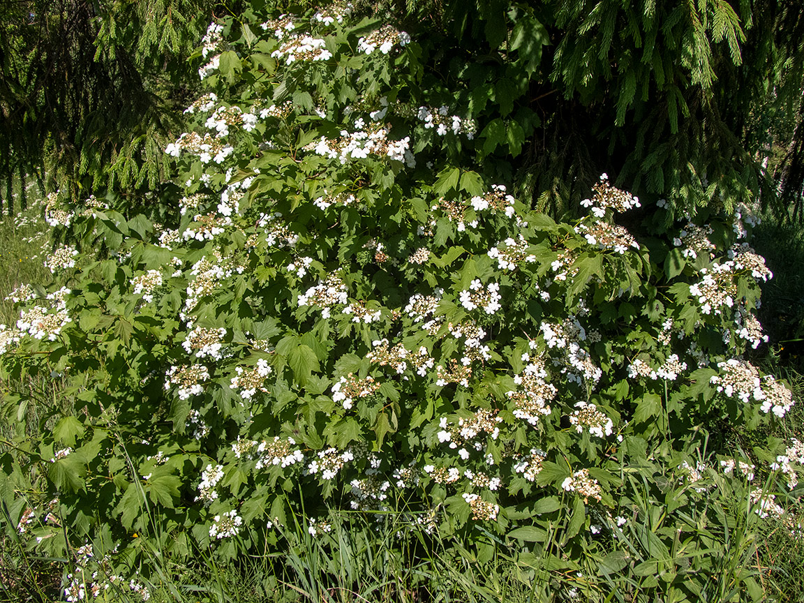 Image of Viburnum opulus specimen.