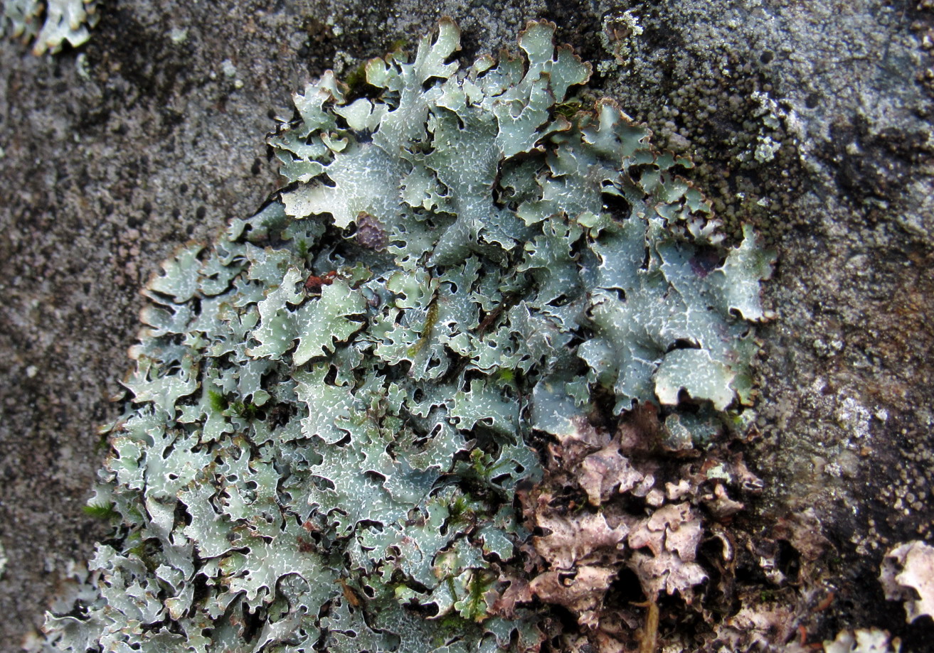 Image of Parmelia saxatilis specimen.