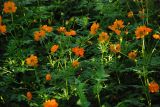 Cosmos sulphureus