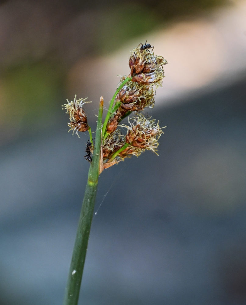 Изображение особи Schoenoplectus lacustris.