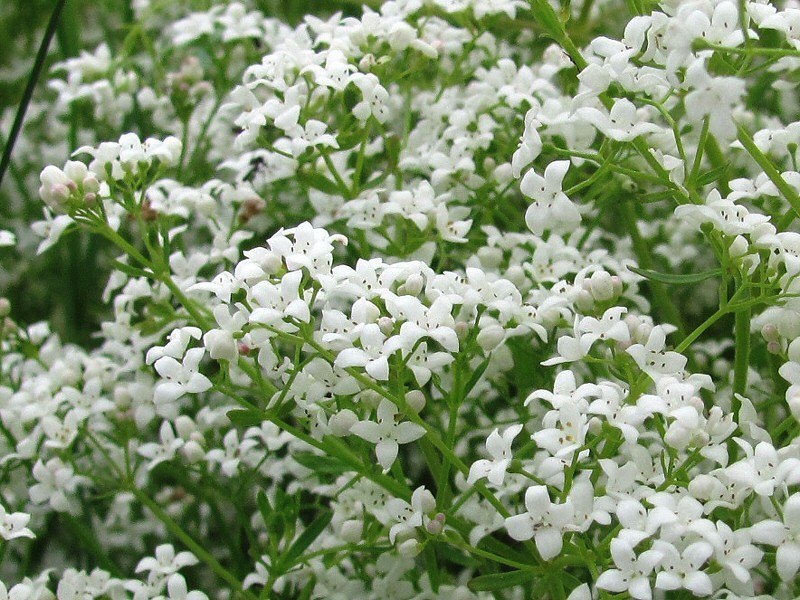 Image of Galium palustre specimen.