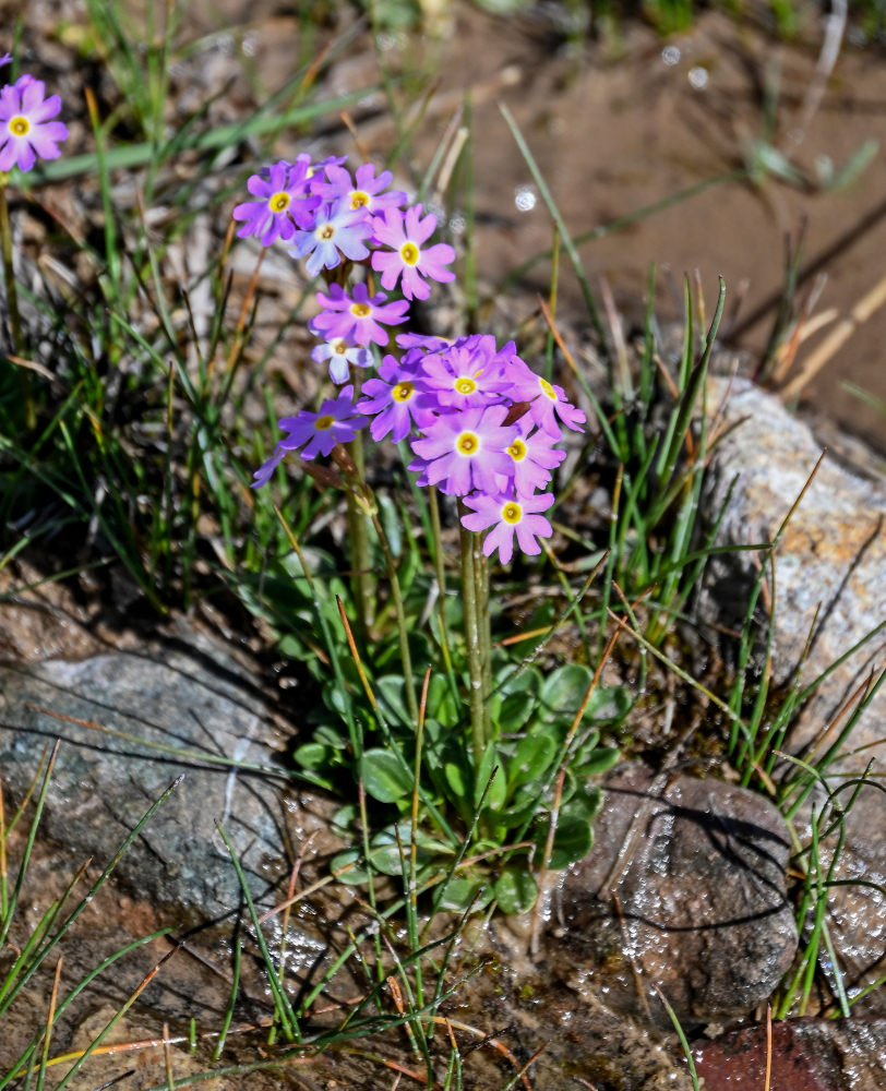 Image of Primula pamirica specimen.