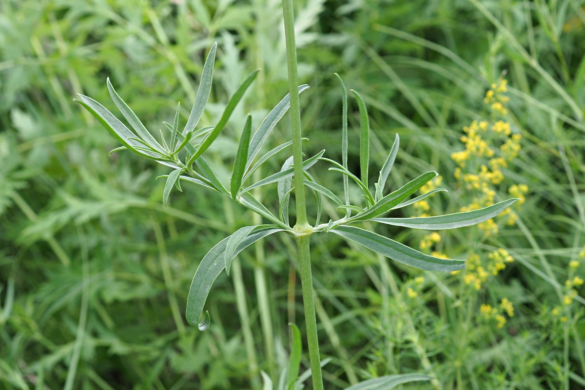 Image of Silene sibirica specimen.