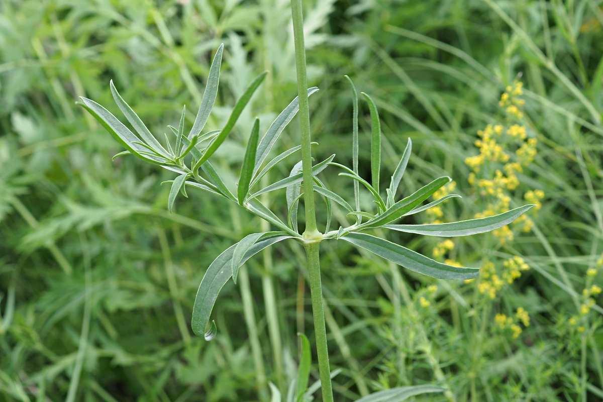 Изображение особи Silene sibirica.