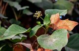 genus Hedera. Верхушка побега с отцветающим соцветием (справа виден засохший лист платана). Марокко, обл. Фес-Мекнес, г. Фес, на улице. 04.01.2023.