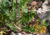 род Sisymbrium