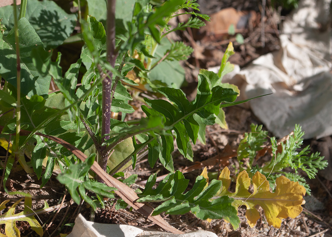 Изображение особи род Sisymbrium.