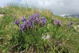 Oxytropis lazica