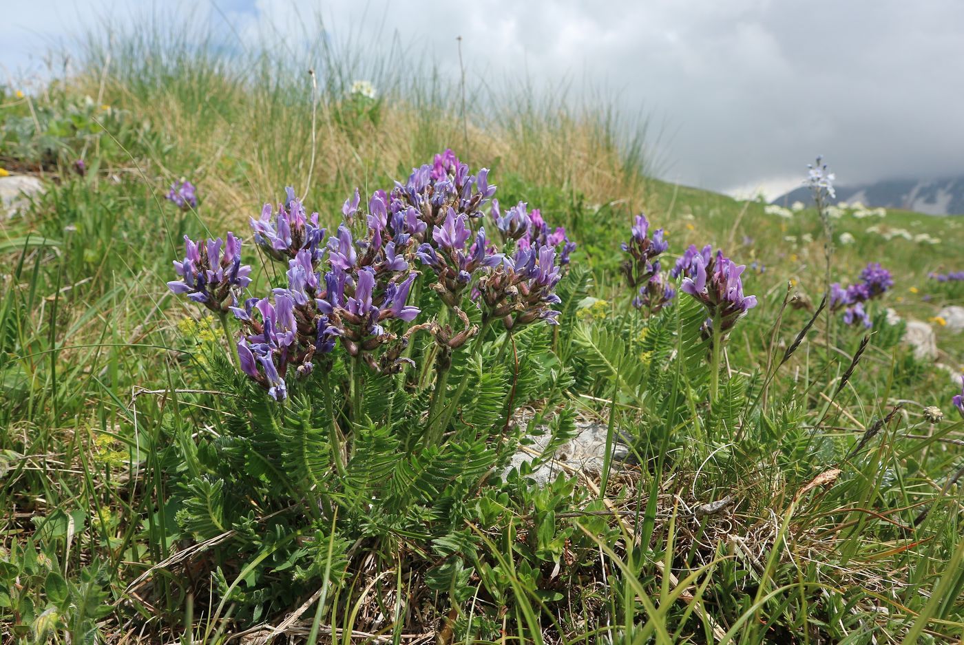 Image of Oxytropis lazica specimen.