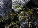 Stellaria crassifolia