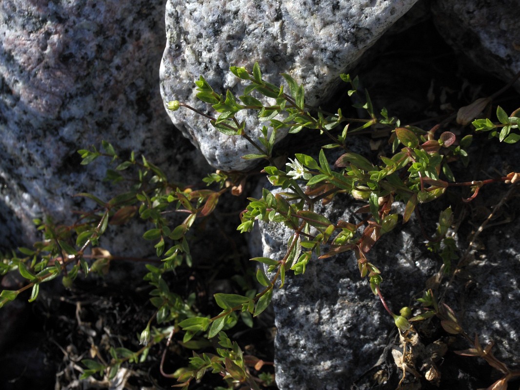 Изображение особи Stellaria crassifolia.