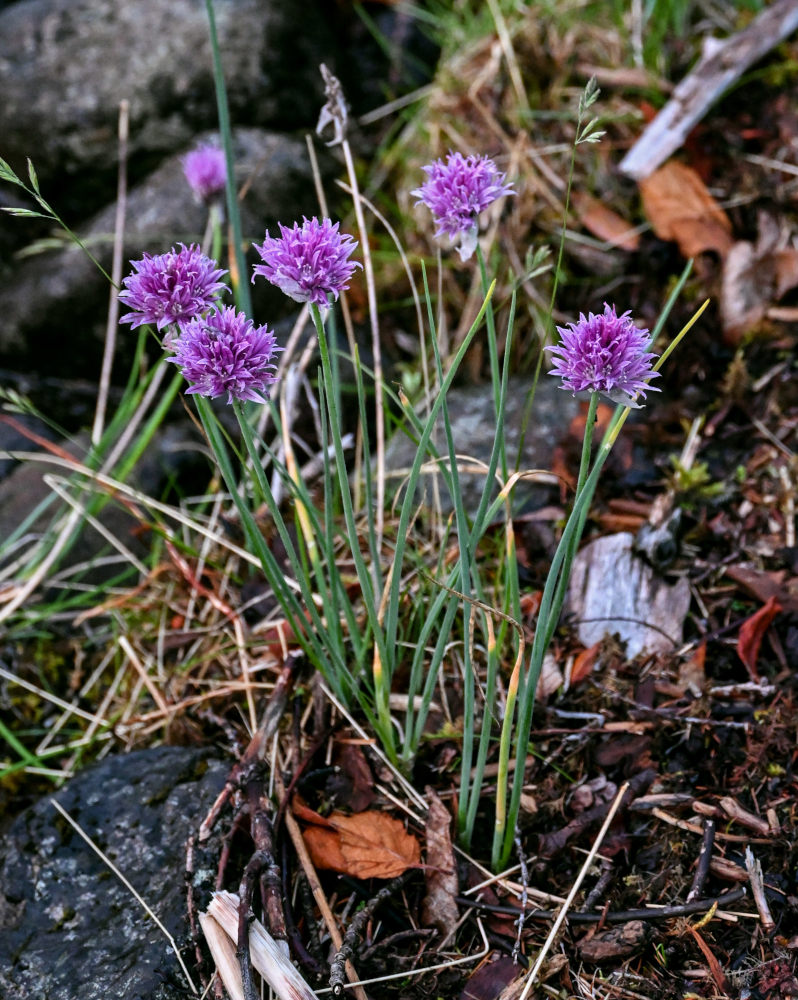 Image of Allium schoenoprasum specimen.