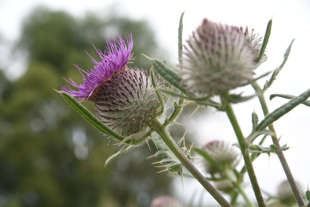 Image of Cirsium polonicum specimen.