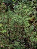 Juniperus communis