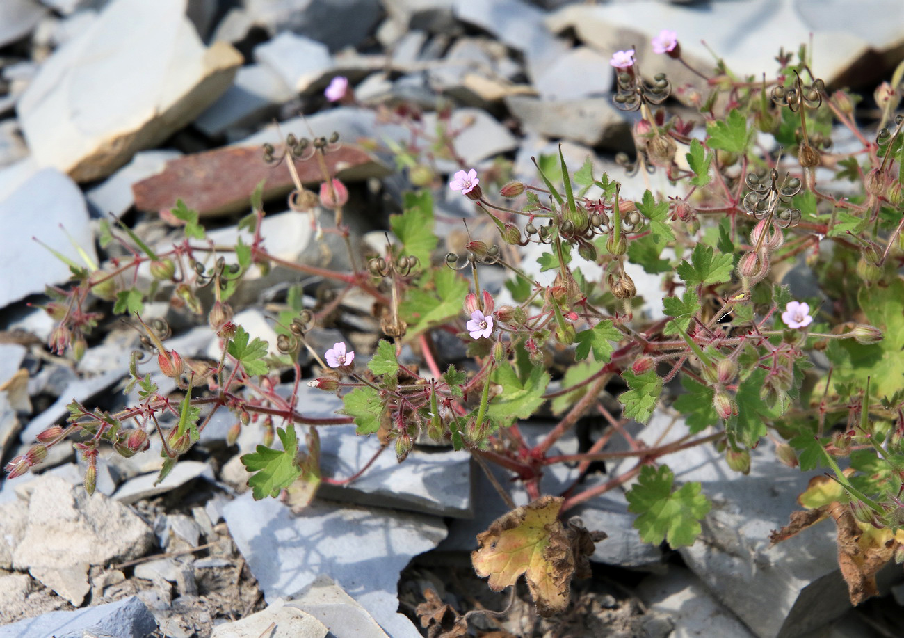 Image of Geranium rotundifolium specimen.