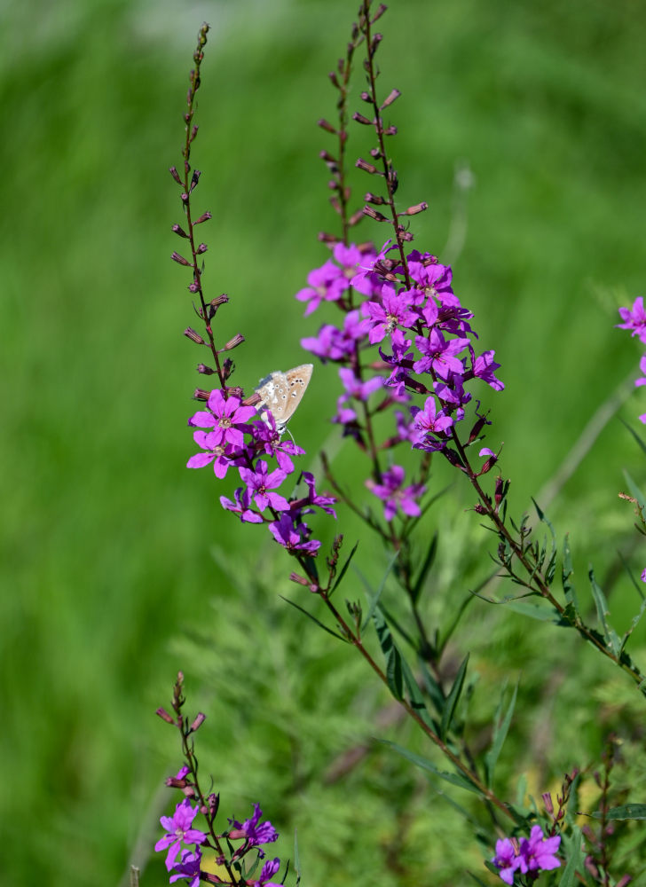 Image of Lythrum virgatum specimen.