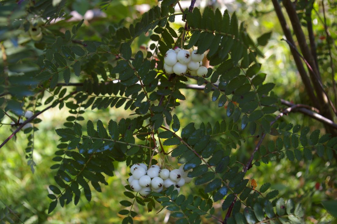 Image of Sorbus koehneana specimen.