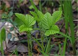 Rubus saxatilis
