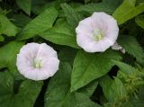 Calystegia spectabilis