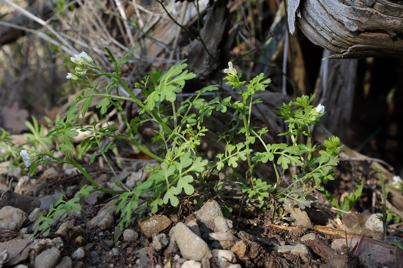 Изображение особи Cardamine graeca.