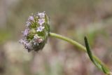 Valerianella coronata. Соцветие. Крым, Севастополь, Байдарская дол., можжевеловое редколесье. 30.04.2025.