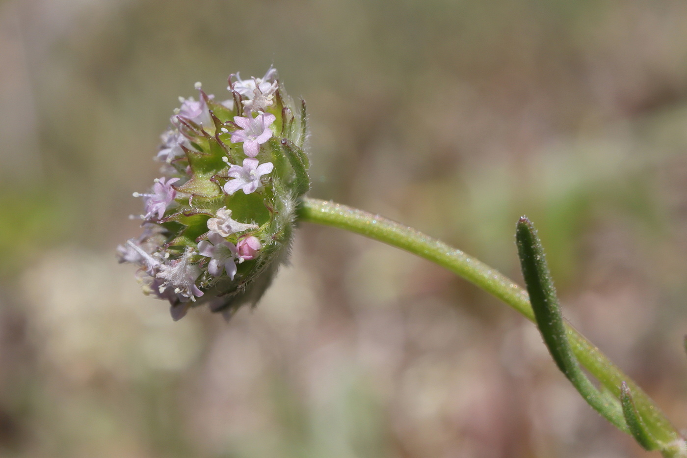 Image of Valerianella coronata specimen.