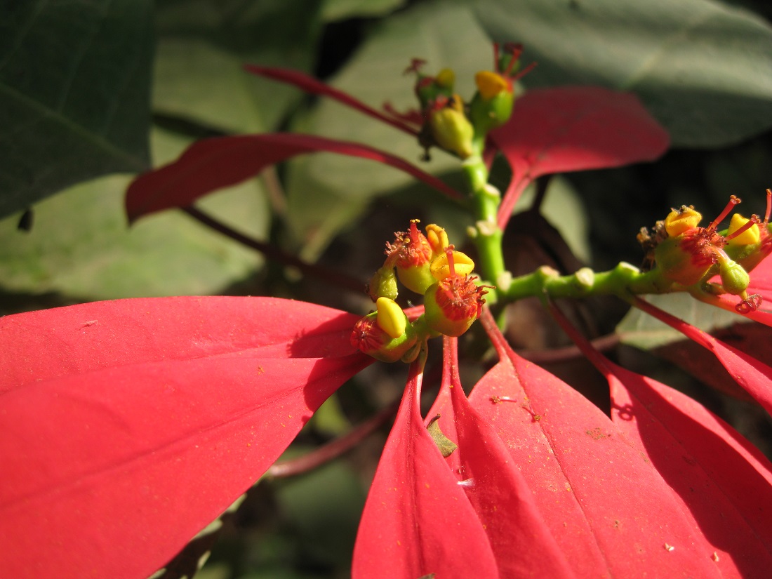 Image of Euphorbia pulcherrima specimen.