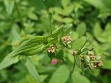 Galium physocarpum