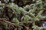 Picea meyeri. Верхушка ветви с начавшими развитие молодыми побегами. Китай, пров. Ганьсу, хр. Циляньшань, дол. Матисы, ≈ 2600 м н.у.м., смешанный лес. 05.06.2025.