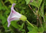View full-size image Calystegia dahurica