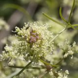 Photo Trinia multicaulis