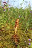Orobanche bartlingii