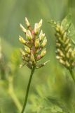 Astragalus cicer