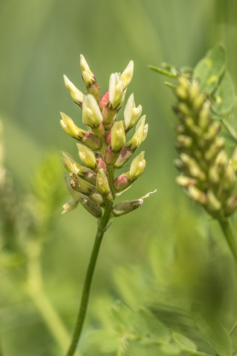 Image of Astragalus cicer specimen.