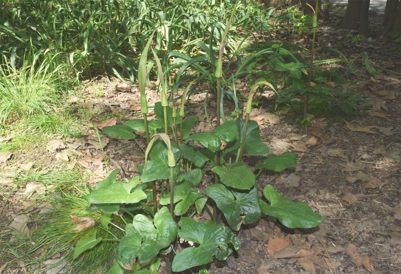 Изображение особи Arum korolkowii.