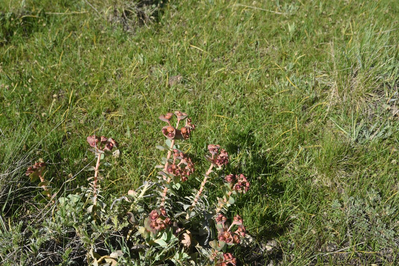 Изображение особи Euphorbia armena.